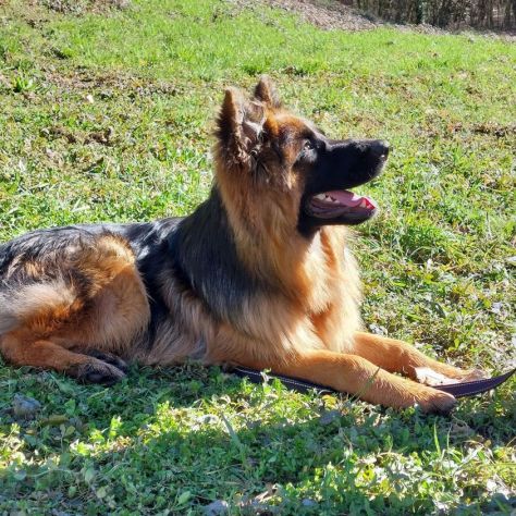 Educatore Cinofilo ENCI e Dog Sitter qualificato offre consulenze - Foto 2
