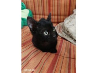 Kata, gattina sfortunata prossima alla scadenza...