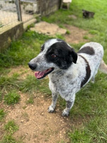 ESCAPE DOLCE E DISCRETO: CANE IN ADOZIONE TG MEDIA - Foto 5