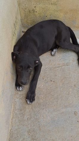 CUCCIOLA NERA – 4 MESI Futura taglia media IN CANILE - Foto 6