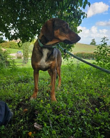 Magnifico MELAMPO mix segugio CANE IN ADOZIONE - Foto 5