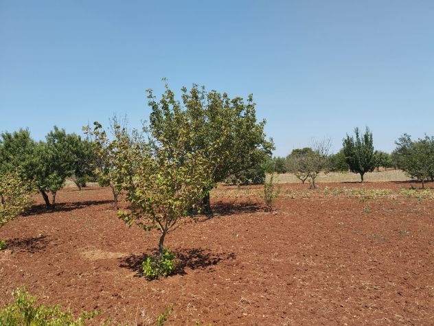 Terreno agricolo in vendita a Casarano 12.000 mq - Foto 8