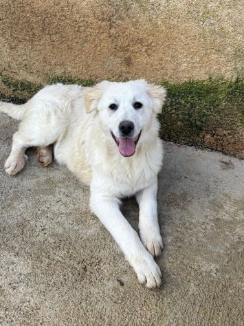 MAREMMANO INCR., 6 MESI (20/09/25), ADOR, AKON, ABEL E ALFIE, CERCANO CASA - Foto 5