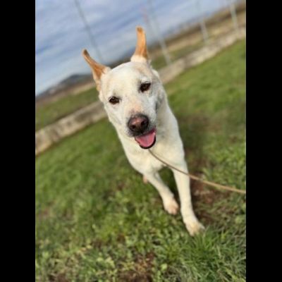WHITE una vita buttata, simil pastore svizzero cane in adozione tg media - Foto 4