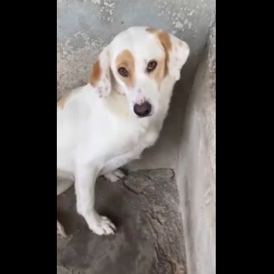 OLAF E OLIMPIA meritano un futuro CANI IN ADOZIONE - Foto 5