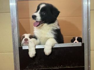 Border collie cuccioli di alta genealogia