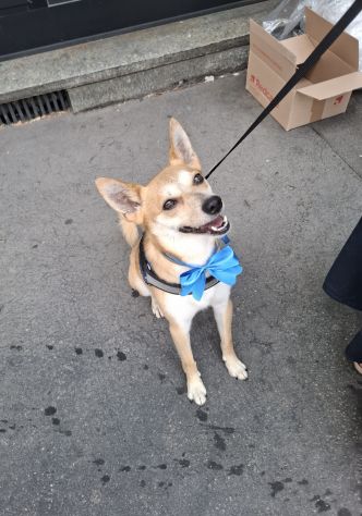 Milo, cagnolino con carattere complicato cerca persona esperta e paziente