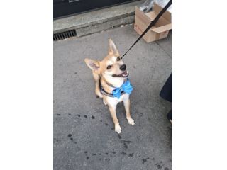 Milo, cagnolino con carattere complicato cerca persona esperta e paziente