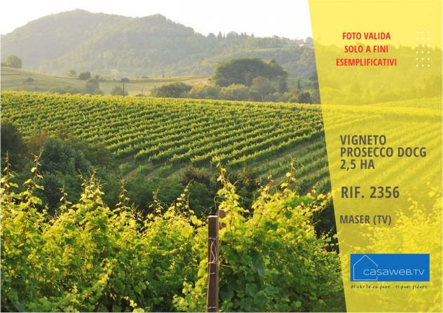 2356 - Vigneto 2,5 Ha DOCG a Maser (TV) Rif. 2356 - Foto 6
