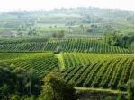 Vigna Vigneto colline Oltrepo' Pavese e Piacenza