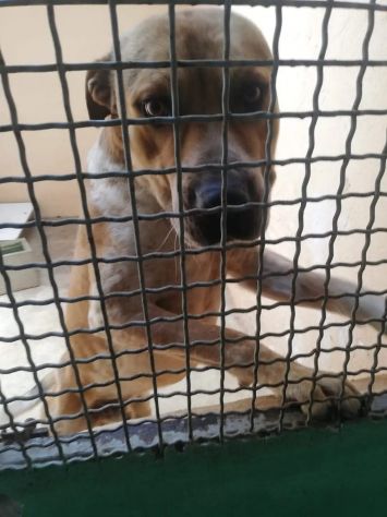 CASPER TRASFERITO E DIMENTICATO; CANE IN ADOZIONE - Foto 3