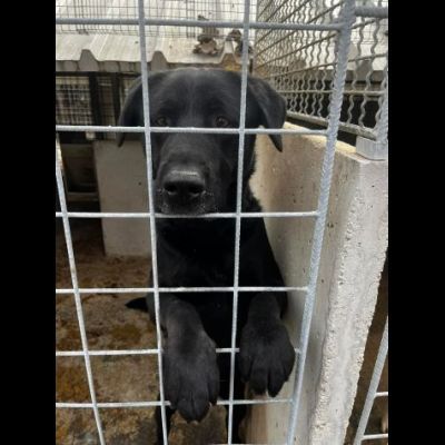 SIRIUS FANTASTICO MIX LABRADOR CANE IN ADOZIONE - Foto 3