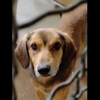 UGOLINO DOCILE, GLI PIACE FARSI COCCOLARE CAGNOLINO IN ADOZIONE - Foto 2