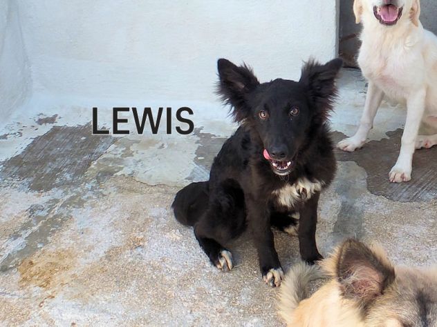 Lewis (taglia mediopiccola) - Foto 2