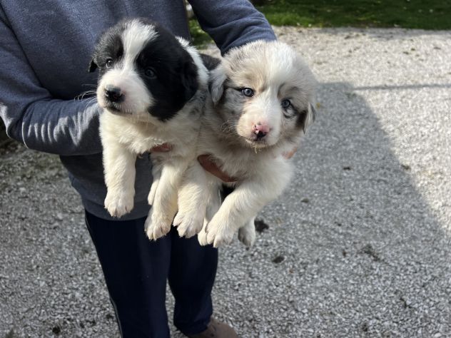 Cuccioli di Border Collie