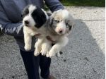 Cuccioli di Border Collie