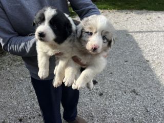 Cuccioli di Border Collie