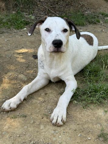BALINA, cucciola mix DOGO ARGENTINO. Tenerissima!! - Foto 7