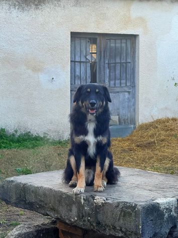 Nico cucciolo - Foto 5