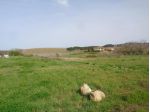 Terreno edif. residenziale in vendita a Selvatelle - Terricciola 500 mq  Ri &hellip;