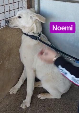 NIKE  E NOEMI CAGNOLINE IN ADOZIONE - Foto 6