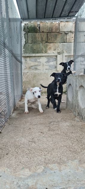 Cuccioli Amstaff 250 a Lecce in Puglia - Foto 7