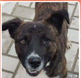 4anni  molossino kg15 ha perso 1occhietto rischiava la vita !BOLOGNA - Foto 2