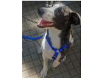 Femmina 3anni TRIPODE Kg15 URGENTE STALLO O ADOZIONE!NUORO
