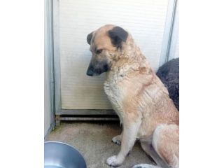 ZELDA E LAVINIA CANI IN ADOZIONE