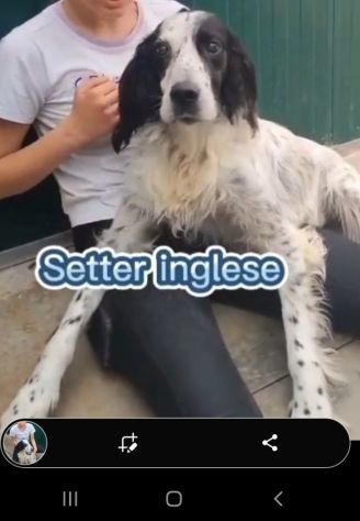 Setter 10anni ipovedente e sfortunato BRESCIA SOS - Foto 6