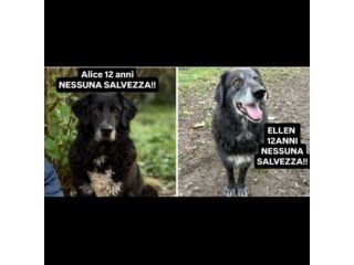 DUE NONNINE DOLCISSIME CERCANO CASA, CAGNOLINE IN ADOZIONE