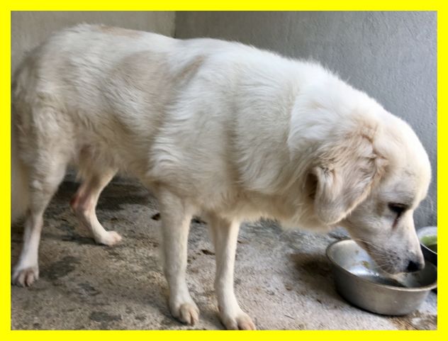 TRUMAN, MIX MAREMMANO DOLCISSIMO SOLO IN CERCA CASA - Foto 6