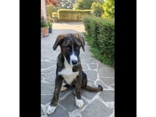 DANA E BERNA CUCCIOLE IN ADOZIONE
