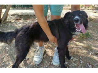 Tyson 9 mesi mix border collie