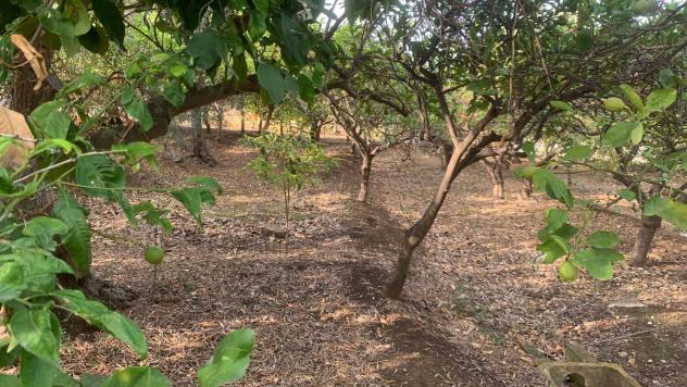 Terreno Agricolo in vendita a Santa Flavia - Foto 6