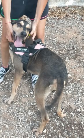GIULIO IN ADOZIONE - Foto 4