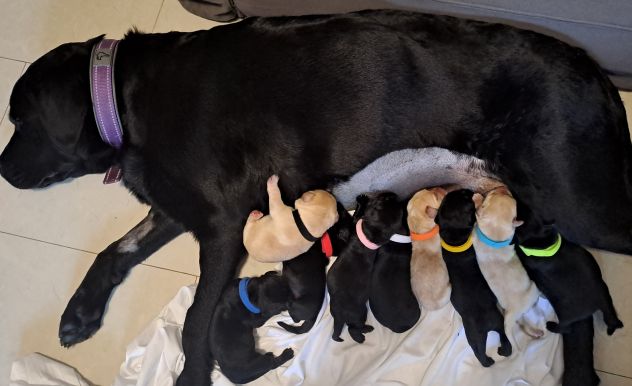 Cuccioli di Labrador Retriever - Foto 5