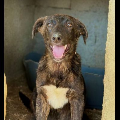 TIGROTTO E PIKACHU CUCCIOLI IN ADOZIONE - Foto 3