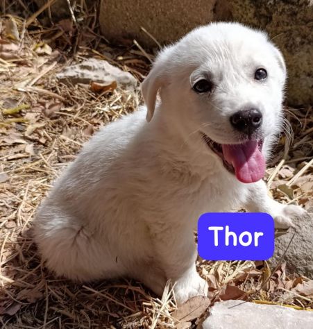 CUCCIOLI 2 MESI TAGLIA MEDIA GRANDE - Foto 4