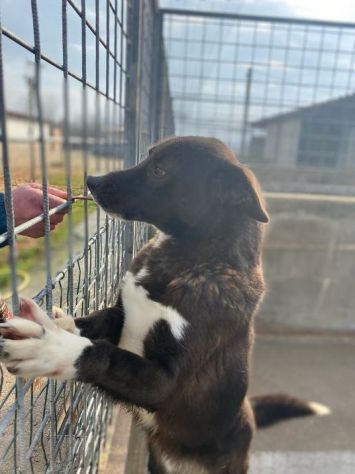 FAMMI USCIRE DA QUESTO BOX CANE IN ADOZIONE - Foto 3