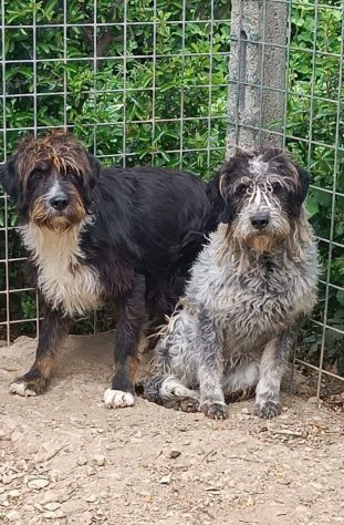 Cagnoline in adozione