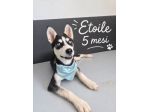 Simil husky in adozione