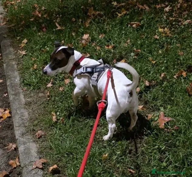 Accoppiamento Jack Russell