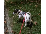 Accoppiamento Jack Russell