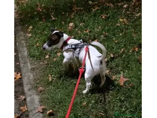 Accoppiamento Jack Russell