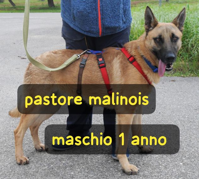SPENCER PASTORE MALINOIS 1 ANNO IN CANILE - Foto 2