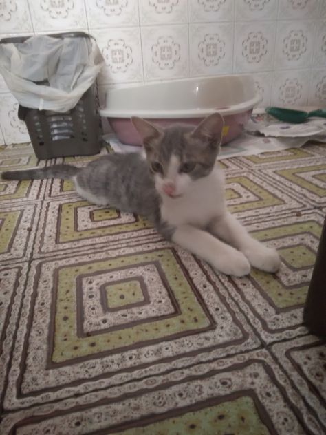 Gatti - Foto 8