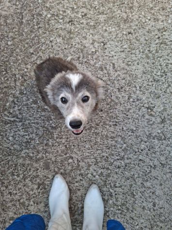 Camillo cucciolo