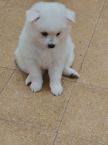 Cuccioli di Volpino tedesco - Foto 9