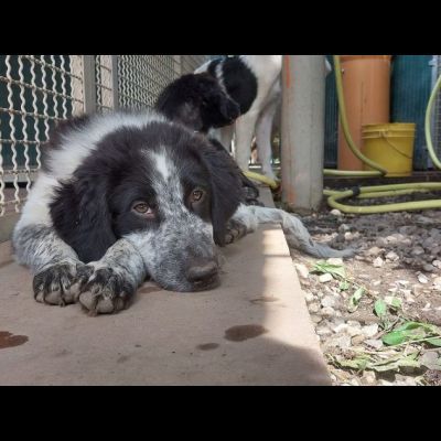 CUCCIOLI IN ADOZIONE - Foto 3